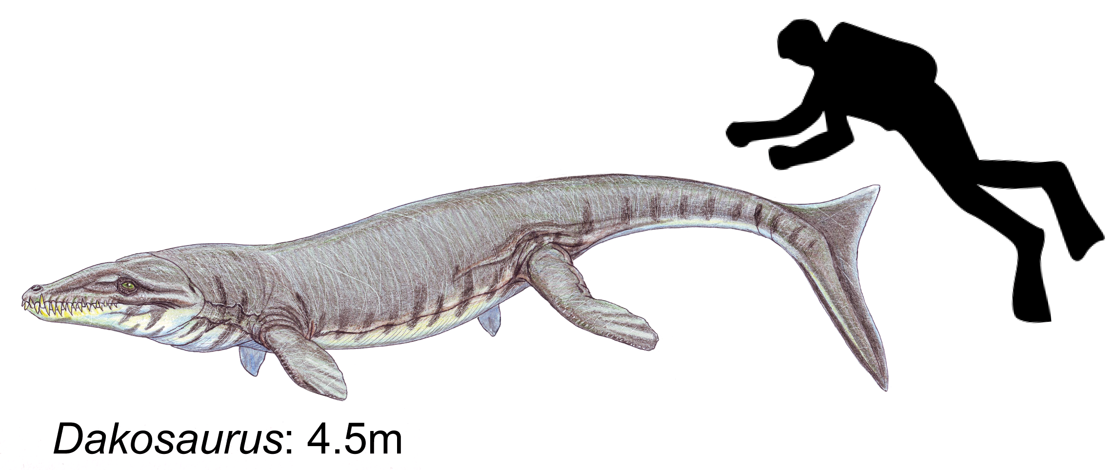 Dakosaurus reconstruction