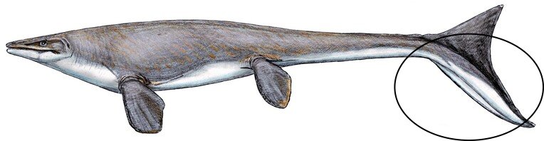 mosasaur hypocercal tail