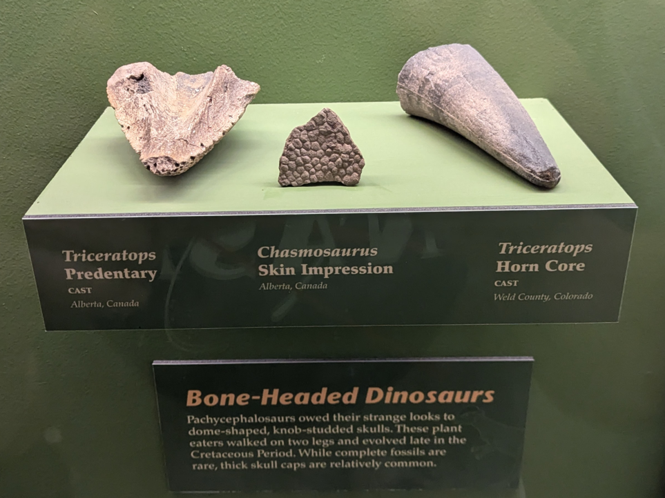 ceratopsian fossils, noted as casts