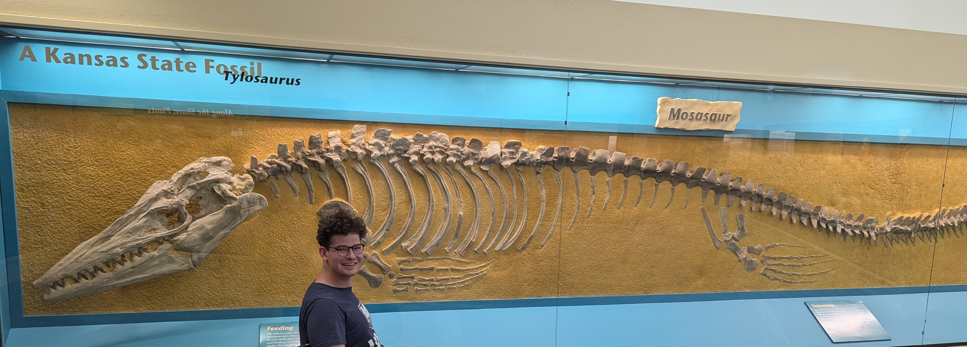 prepared tylosaurus skeleton